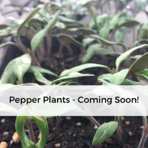 Hot Pepper Plants