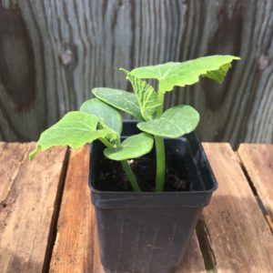 Cucumber and Melon Plants