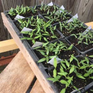 Pepper Plants